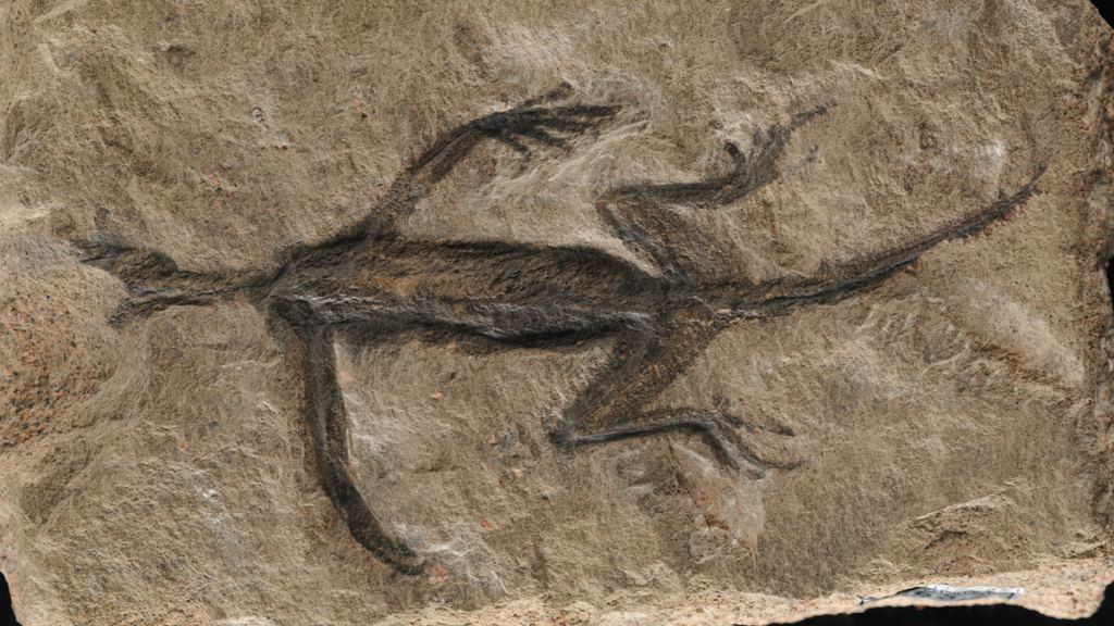 This Famous 'Fossil' Is Just a Painted Rock